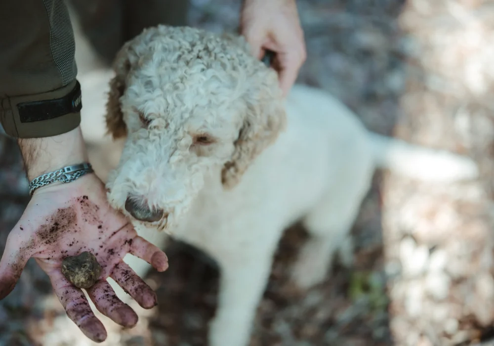 dog with truffle